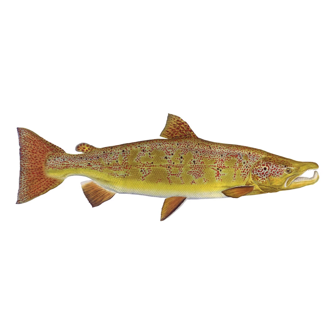 Mud Hole 8" Gamefish Boat & Truck Window Stickers 8 Mud Hole 8" Gamefish Boat & Truck Window Stickers