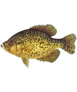 Mud Hole Truck Decals & Stickers 12