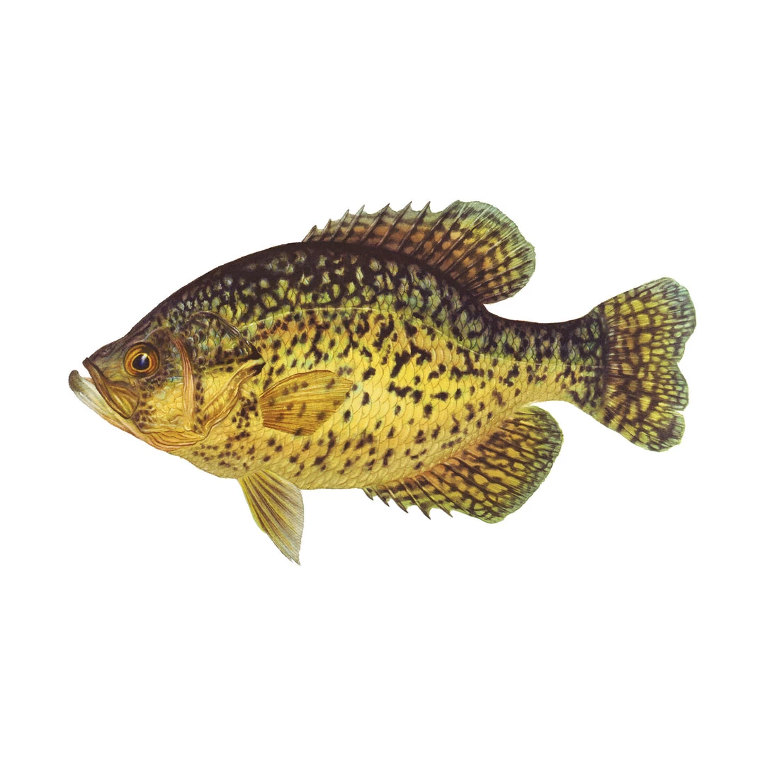 Mud Hole 8" Gamefish Boat & Truck Window Stickers 9 Mud Hole 8" Gamefish Boat & Truck Window Stickers