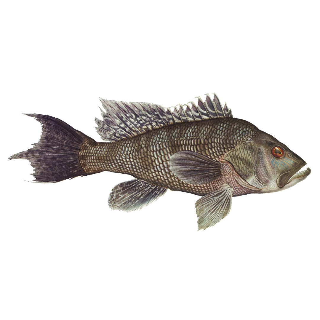 Mud Hole 8" Gamefish Boat & Truck Window Stickers 11 Mud Hole 8" Gamefish Boat & Truck Window Stickers