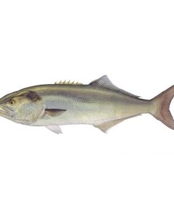 Mud Hole 8" Gamefish Boat & Truck Window Stickers 73 Mud Hole 8