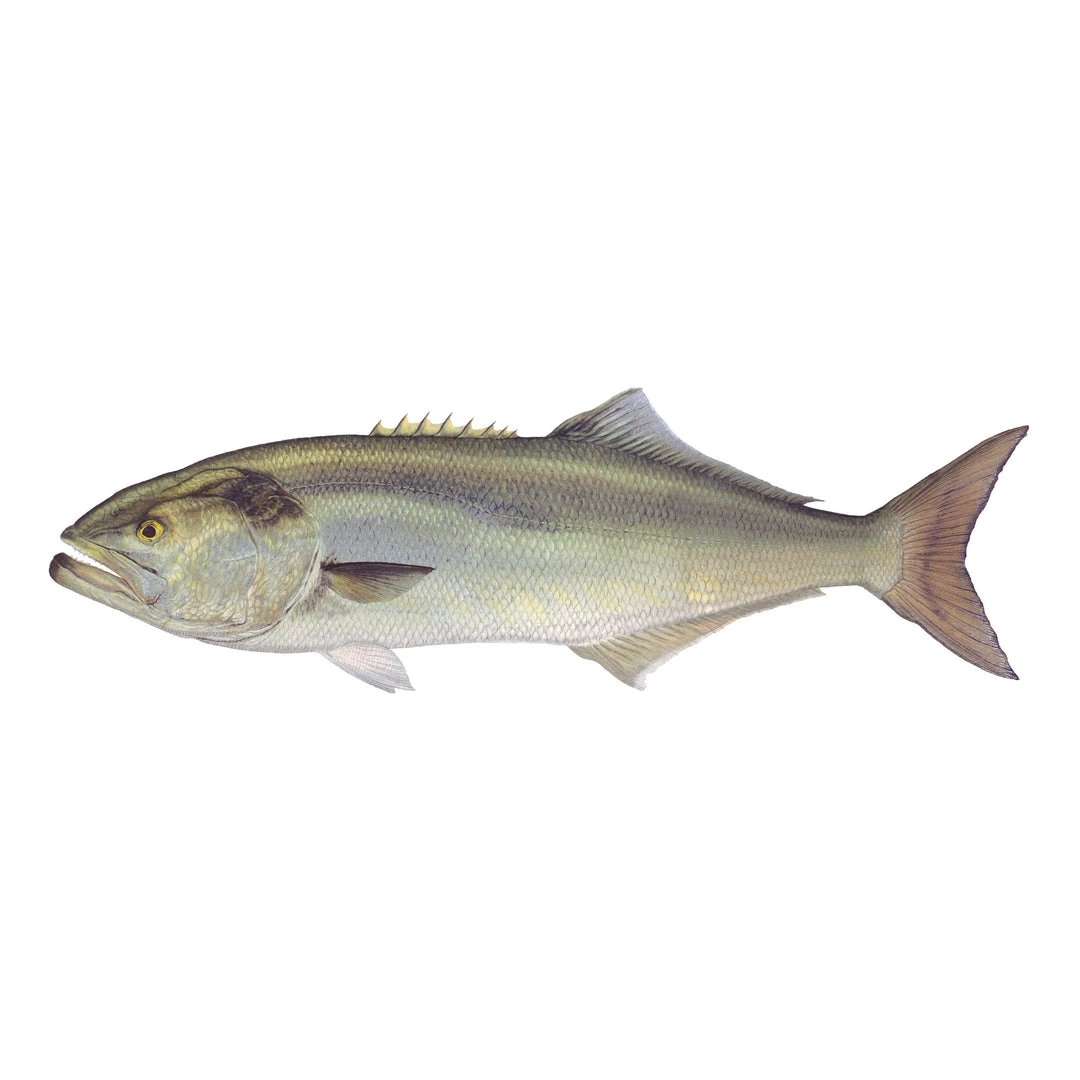 Mud Hole 8" Gamefish Boat & Truck Window Stickers 14 Mud Hole 8" Gamefish Boat & Truck Window Stickers