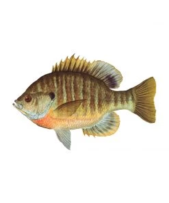 Mud Hole 8" Gamefish Boat & Truck Window Stickers 74 Mud Hole 8