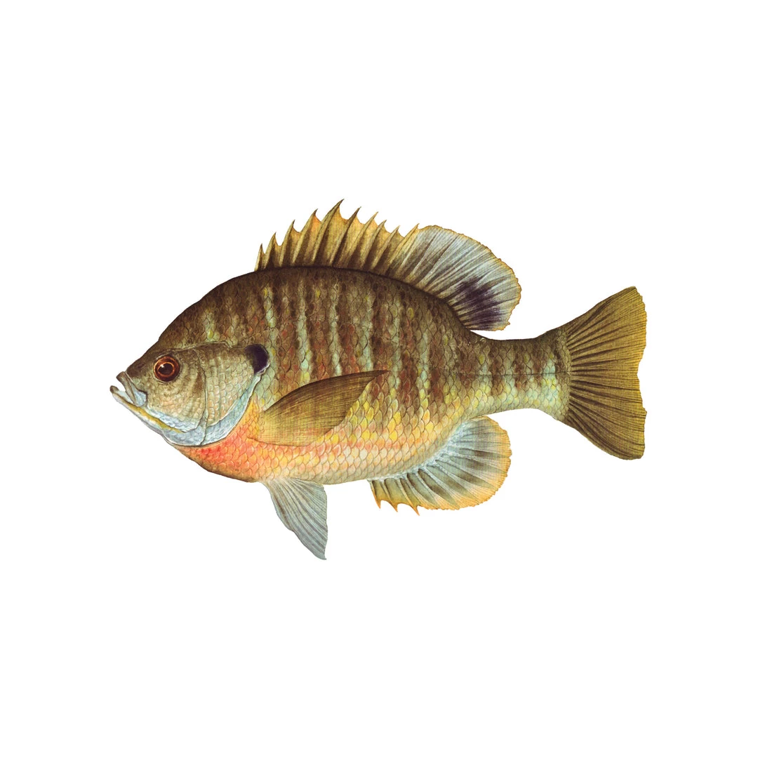 Mud Hole 8" Gamefish Boat & Truck Window Stickers 15 Mud Hole 8" Gamefish Boat & Truck Window Stickers