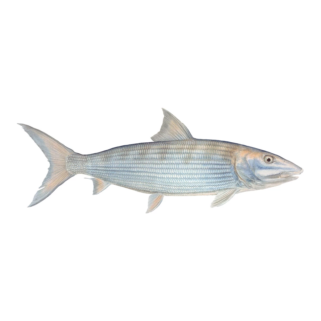 Mud Hole 8" Gamefish Boat & Truck Window Stickers 16 Mud Hole 8" Gamefish Boat & Truck Window Stickers