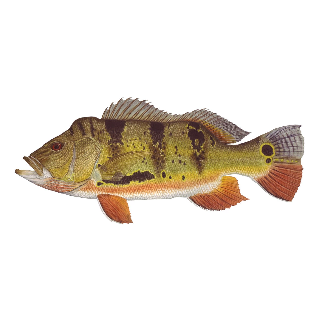 Mud Hole 8" Gamefish Boat & Truck Window Stickers 20 Mud Hole 8" Gamefish Boat & Truck Window Stickers