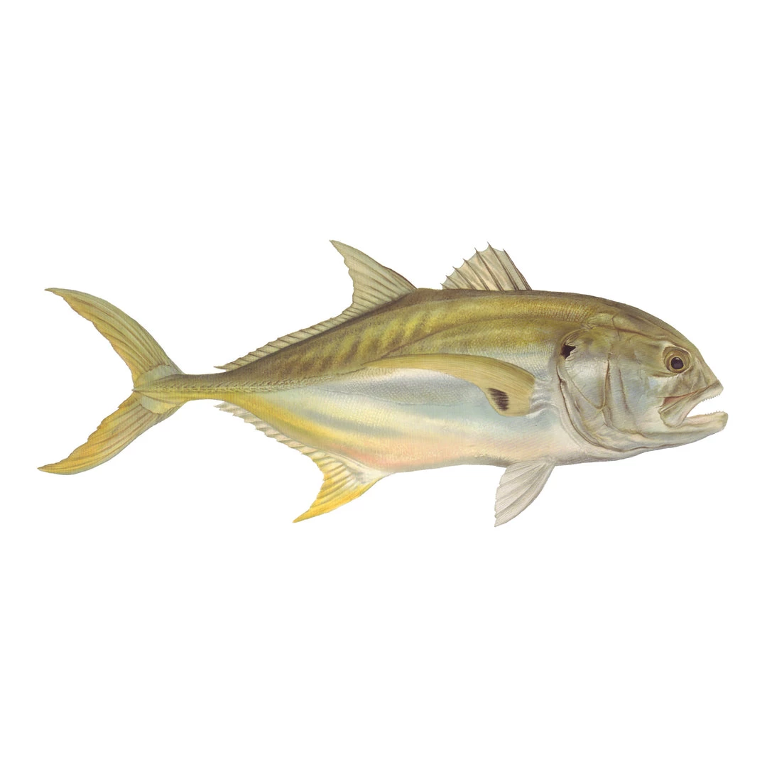 Mud Hole 8" Gamefish Boat & Truck Window Stickers 28 Mud Hole 8" Gamefish Boat & Truck Window Stickers