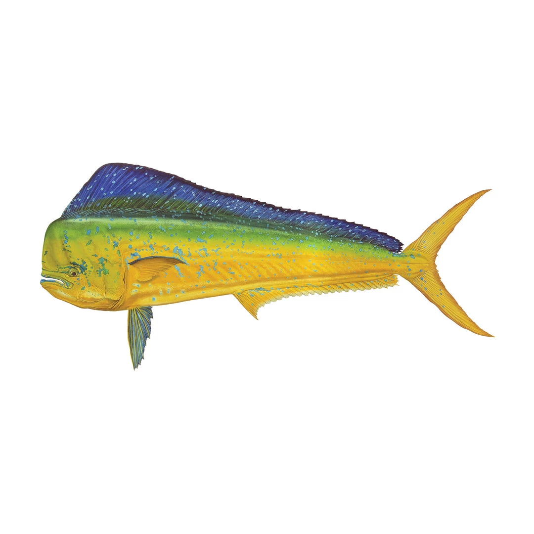 Mud Hole 8" Gamefish Boat & Truck Window Stickers 30 Mud Hole 8" Gamefish Boat & Truck Window Stickers