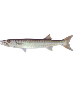 Mud Hole 8" Gamefish Boat & Truck Window Stickers 93 Mud Hole 8