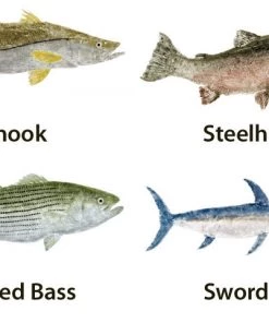 CRB Japanese Gyotaku Fish Art Decals By Marshall Madruga