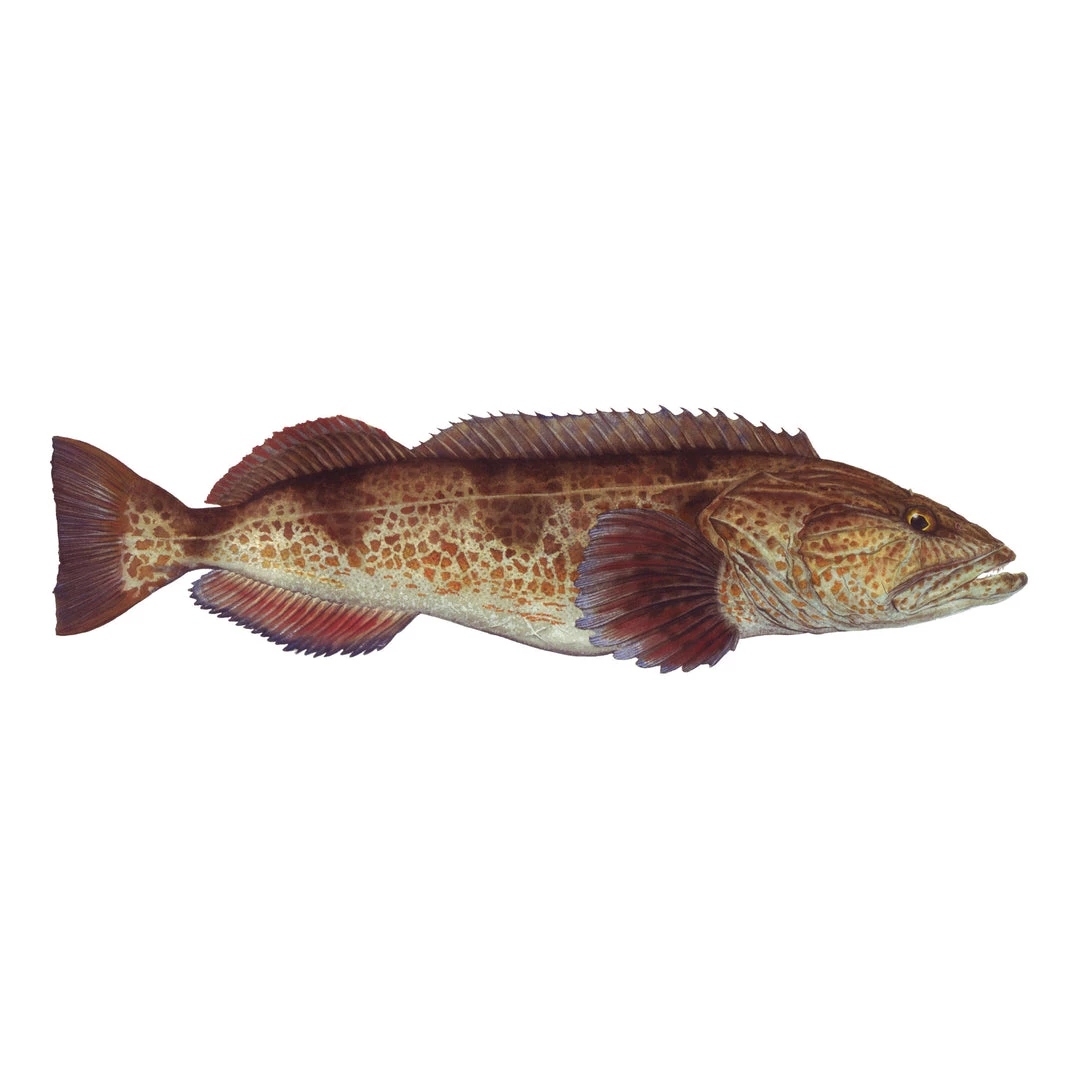 Mud Hole 8" Gamefish Boat & Truck Window Stickers 40 Mud Hole 8" Gamefish Boat & Truck Window Stickers