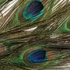 Wapsi Peacock Eyes