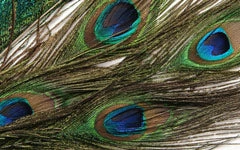 Wapsi Peacock Eyes
