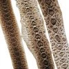 Mud Hole Rattlesnake Skins 2 Mud Hole Rattlesnake Skins
