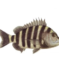 Mud Hole 8" Gamefish Boat & Truck Window Stickers 108 Mud Hole 8