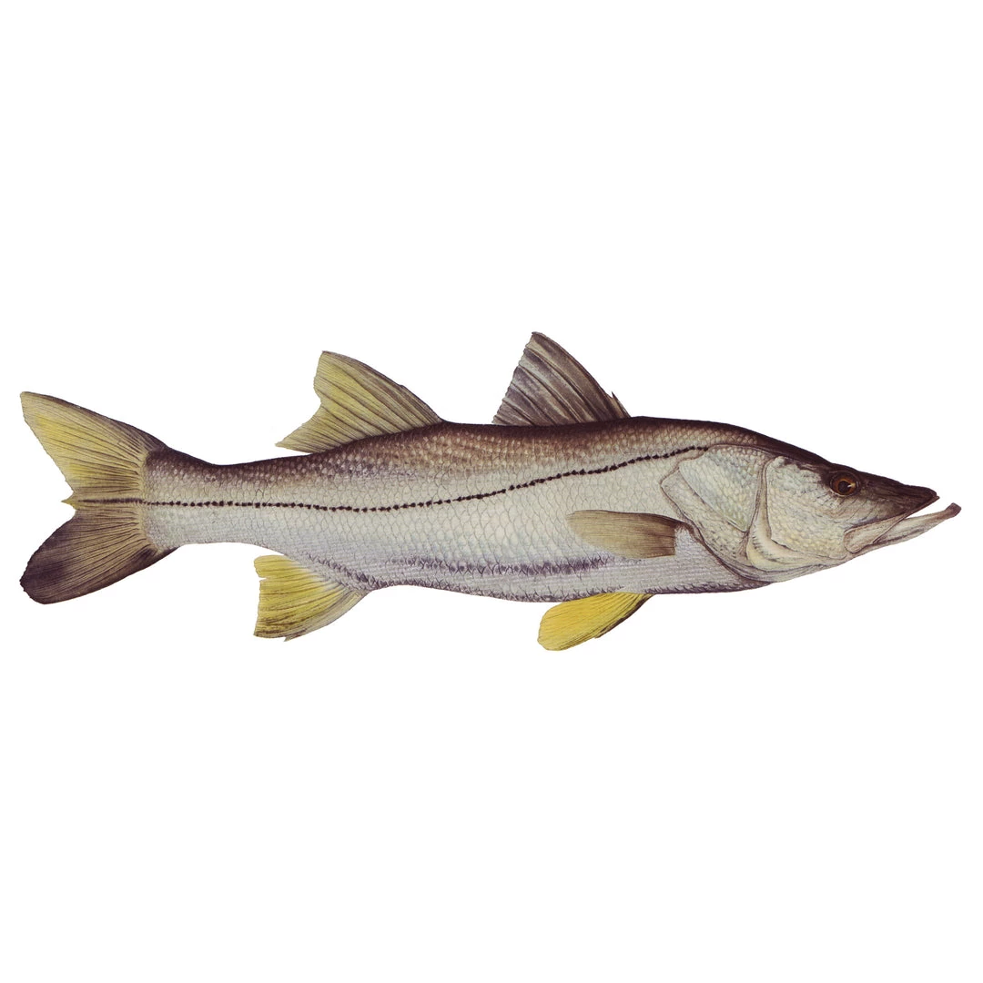 Mud Hole 8" Gamefish Boat & Truck Window Stickers 51 Mud Hole 8" Gamefish Boat & Truck Window Stickers