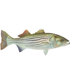 Mud Hole 8" Gamefish Boat & Truck Window Stickers 113 Mud Hole 8