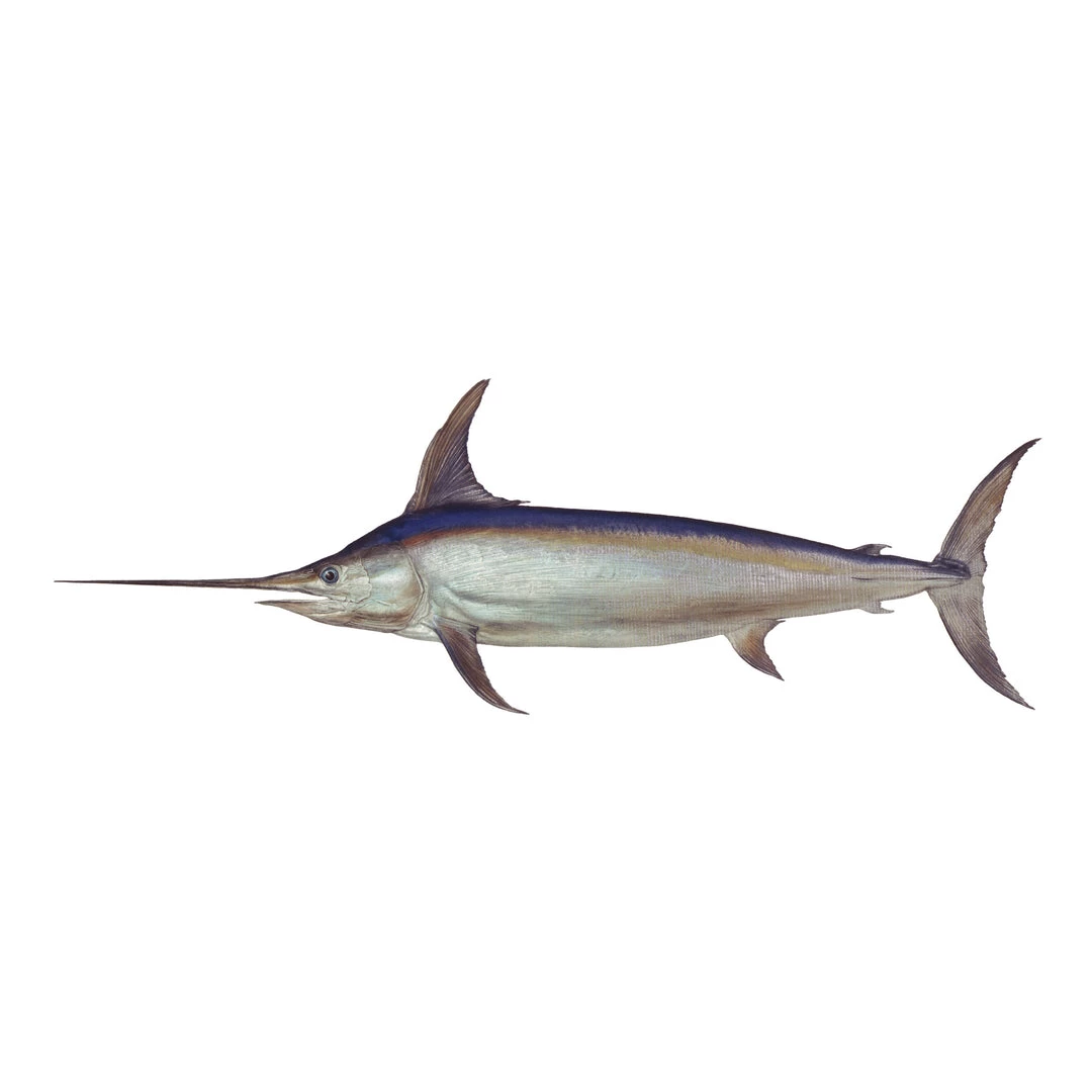 Mud Hole 8" Gamefish Boat & Truck Window Stickers 55 Mud Hole 8" Gamefish Boat & Truck Window Stickers