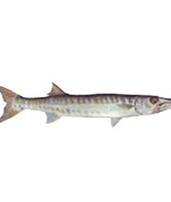 CRB Gamefish Rod Decals