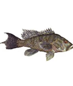 CRB Gamefish Rod Decals