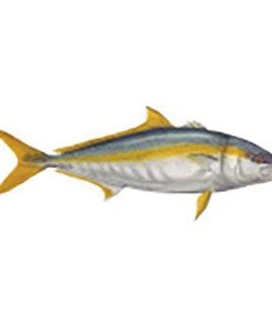 CRB Gamefish Rod Decals