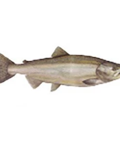 CRB Gamefish Rod Decals